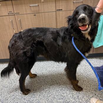 Feta -  Black Labrador Retriever and Border Collie Dog for Adoption in Great Falls, Montana - Feta | PetCurious