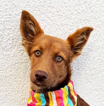 Rescue Husky and German Shepherd Dog Dogs for Adoption in San Diego, California - JOY | PetCurious