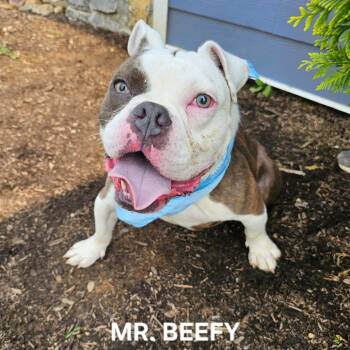 English Bulldog Dogs Available for Adoption - Mr. Beefy | PetCurious