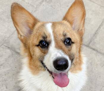 Corgi Dogs Available for Adoption in San Ramon, California - Peanut | PetCurious