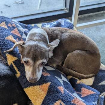 Jake -  Chihuahua Dog for Adoption in Chico, California - Jake | PetCurious
