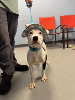 Bubinga -  Terrier Dog for Adoption in Zanesville, Ohio - Bubinga | PetCurious