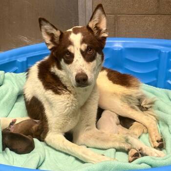 Cocoa Bean -  Husky and Mixed Breed Dog for Adoption in Yuma, Arizona - Cocoa Bean | PetCurious