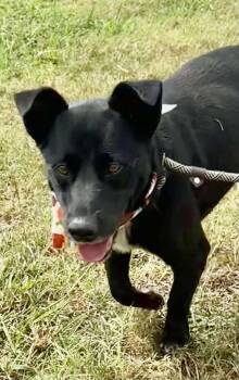 Bandit-quiet companion, loyal heart -  Terrier and Australian Kelpie Dog for Adoption in Ocean Township, New Jersey - Bandit-quiet Companion, Loyal Heart | PetCurious
