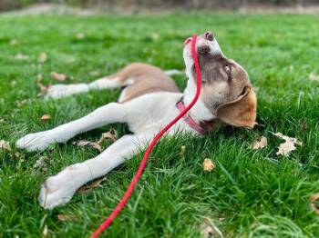 Hound Dogs Available for Adoption - Mercedes | PetCurious