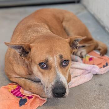 Pit Bull Terrier and Boxer Dogs Available for Adoption in Buchanan Dam, Texas - Millie | PetCurious