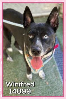 Rescue Australian Cattle Dog Blue Heeler and Shepherd Dogs for Adoption in Marietta, Georgia - Winifred (58) | PetCurious