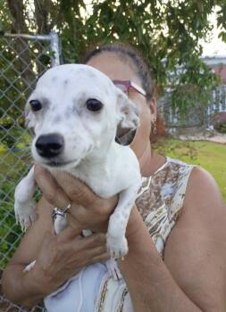 BLANCHE -  Chihuahua and Terrier Dog for Adoption - BLANCHE | PetCurious