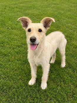 Marcy -  Fox Terrier and Dachshund Dog for Adoption in Las Vegas, Nevada - Marcy | PetCurious