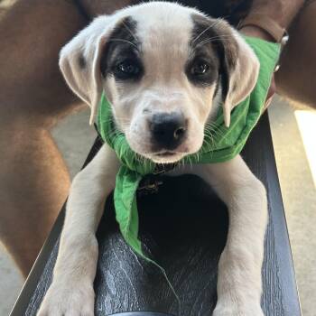 Boxer and Shepherd Dogs Available for Adoption - Cherry Blossom | PetCurious