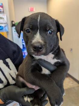 KHOLE -  Pit Bull Terrier and Labrador Retriever Dog for Adoption in Ontario, California - KHOLE | PetCurious