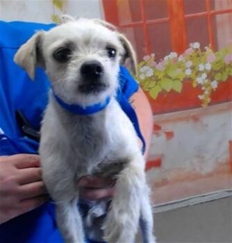 JAMES -  Terrier and Chihuahua Dog for Adoption in San Bernardino, California - JAMES | PetCurious