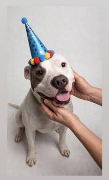 CONWAY -  American Bully and American Bulldog Dog for Adoption in Houston, Texas - CONWAY | PetCurious