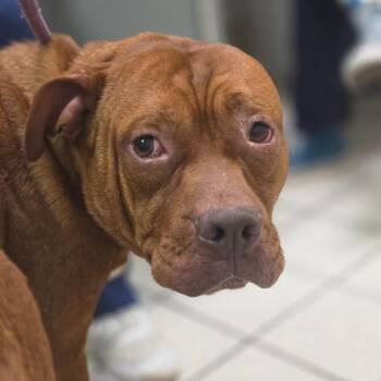 Banjo -  Mixed Breed Dog for Adoption in Charleston, West Virginia - Banjo | PetCurious