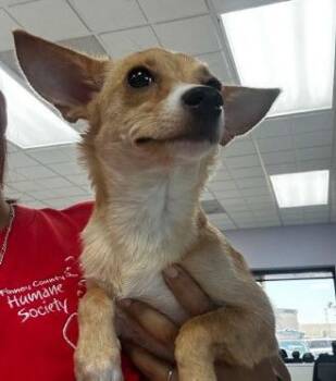 Fancy pants -  Chihuahua Dog for Adoption in Thompson Falls, Montana - Fancy Pants | PetCurious