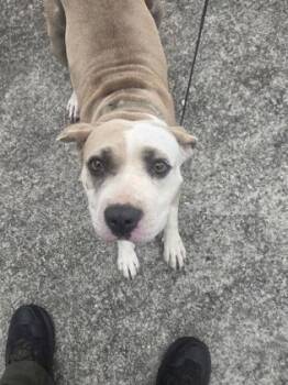 Thessica -  Mixed Breed Dog for Adoption in Atlanta, Georgia - Thessica | PetCurious