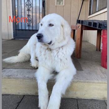 Great Pyrenees Dogs Available for Adoption - Trix | PetCurious