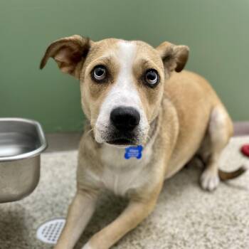 Jelly Bean -  Mixed Breed Dog Available for Adoption in Freeport, Florida - Jelly Bean | PetCurious
