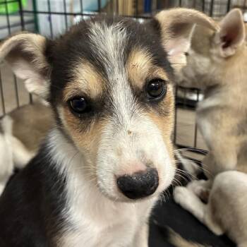 Onion -  Shepherd and Mixed Breed Dog for Adoption in Edinburg, Texas - Onion | PetCurious