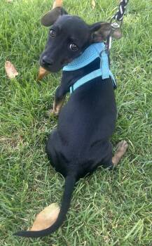 MILLIE -  Dachshund Dog for Adoption in Bell Gardens, California - MILLIE | PetCurious