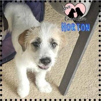Shepherd Dogs Available for Adoption in Gilbert, Arizona - Horton | PetCurious