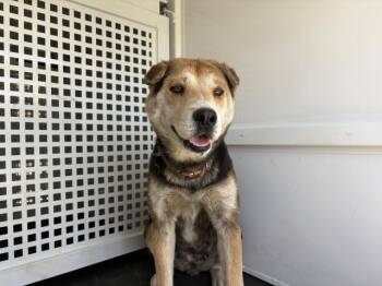 A1921154 -  Shar Pei and Mixed Breed Dog for Adoption in Riverside, California - A1921154 | PetCurious
