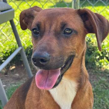 Jack -  Dachshund Dog for Adoption in Bethel, Connecticut - Jack | PetCurious