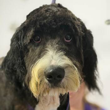Madi -  Bernese Mountain Dog and Standard Poodle Dog for Adoption in Greenfield, Indiana - Madi | PetCurious