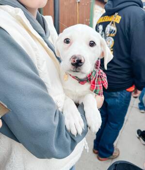 Great Pyrenees Dogs Available for Adoption - Zoey | PetCurious