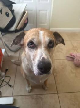 Cookie -  Hound Dog for Adoption in Greater Northdale, Florida - Cookie | PetCurious