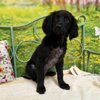 Carson -  Mixed Breed Dog for Adoption in Westland, Michigan - Carson | PetCurious