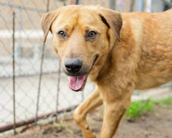 ROLO -  Labrador Retriever and Mixed Breed Dog for Adoption in Tulsa, Oklahoma - ROLO | PetCurious