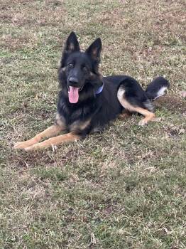 Rescue German Shepherd Dog Dogs for Adoption in Raleigh, North Carolina - Ace | PetCurious