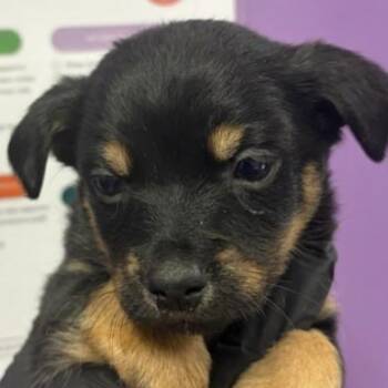 Caspian -  Chihuahua Dog for Adoption in Tacoma, Washington - Caspian | PetCurious