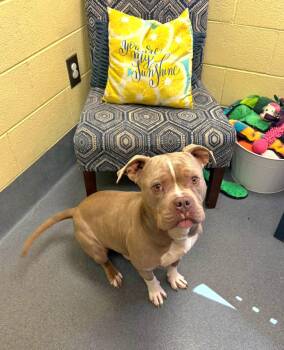 Blu -  Pit Bull Terrier Dog for Adoption in Amherst, Virginia - Blu | PetCurious