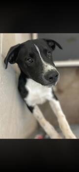 Milkey way -  Labrador Retriever Dog Available for Adoption in Tom Bean, Texas - Milkey Way | PetCurious