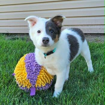 Concha -  Mixed Breed Dog for Adoption in Shorewood, Illinois - Concha | PetCurious