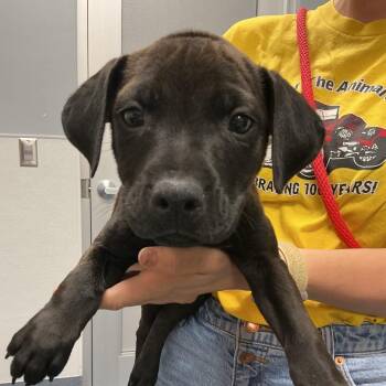 Poseidon -  Labrador Retriever and Mixed Breed Dog for Adoption in Saint Joseph, Missouri - Poseidon | PetCurious