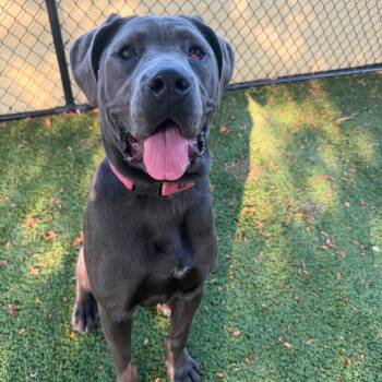 Margo -  Cane Corso and Mixed Breed Dog for Adoption in Indianapolis, Indiana - Margo | PetCurious