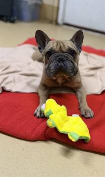 A275180 -  French Bulldog Dog for Adoption in Chula Vista, California - A275180 | PetCurious