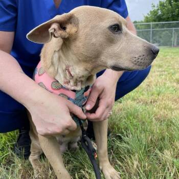 Arwen -  Mixed Breed Dog for Adoption in Greenville, South Carolina - Arwen | PetCurious