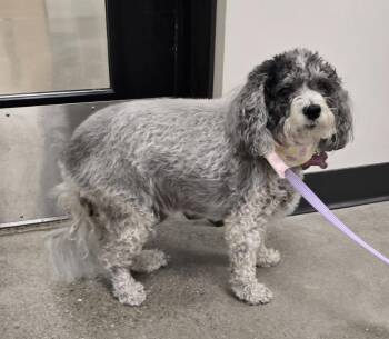 Maltese and Poodle Dogs Available for Adoption in Greenfield, Indiana - Pippa | PetCurious