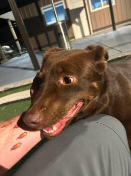 Australian Shepherd and Border Collie Dogs Available for Adoption in Seward, Nebraska - Reba | PetCurious
