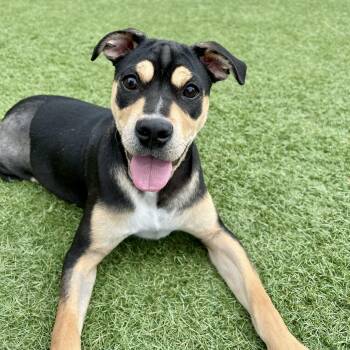 Mixed Breed Dogs Available for Adoption in Las Vegas, Nevada - Jelly Belly  | PetCurious