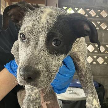 COH-A-68293 -  Mixed Breed Dog for Adoption in Volcano, Hawaii - COH-A-68293 | PetCurious