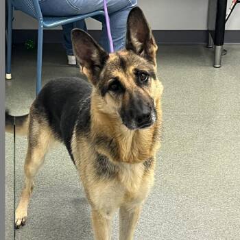 Stormi -  German Shepherd Dog Dog for Adoption in Denver, Colorado - Stormi | PetCurious
