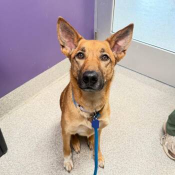 Honey -  German Shepherd Dog and Mixed Breed Dog for Adoption in Englewood, Florida - Honey | PetCurious