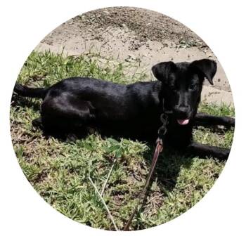 Labrador Retriever and Patterdale Terrier Fell Terrier Dogs Available for Adoption in Palm Valley, Texas - Sophie | PetCurious