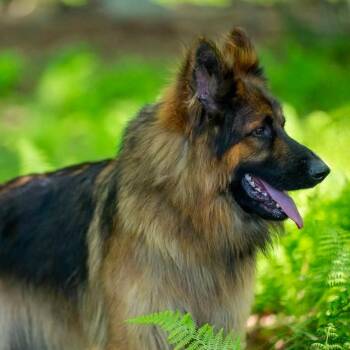 German Shepherd Dog Dogs Available for Adoption in New Ringgold, Pennsylvania - Hawk (26-215) | PetCurious
