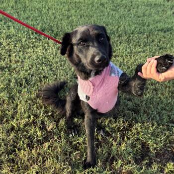 Kya -  Border Collie Dog for Adoption in Harlingen, Texas - Kya | PetCurious